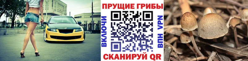 купить наркотики сайты  KRAKEN ССЫЛКА  Галлюциногенные грибы Magic Shrooms  Камызяк 